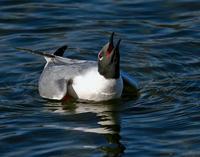 Bonaparts Gull in mateing display