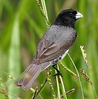 Yellow-bellied Seedeater, Sporophila nigricollis