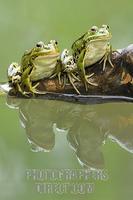 Edible frogs ( Rana esculenta ) with reflection stock photo