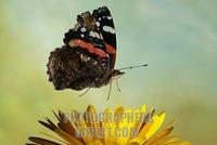 Red Admiral ( Vanessa atalanta ) stock photo