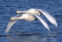 Whooper swan (Cygnus cygnus)