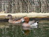 European Wigeon (Anas penelope)