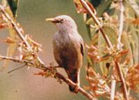 Grey headed starling