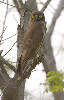 Brown hawk owl C20D 03890.jpg