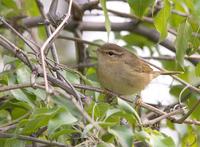 Radde's warbler C20D 03938.jpg