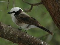 Northern White-crowned Shrike p.480