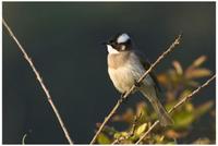 Light-vented Bulbul