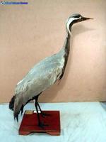 쇠재두루미 Anthropoides virgo Demoiselle Crane