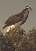 27. 참매 (蒼鷹) Accipiter gentilis