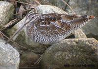 Solitary Snipe Gallinago solitaria 청도요