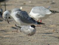 붉은발제비갈매기 COMMON TERN Sterna hirundo minussensis