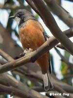 Rufous Whistler