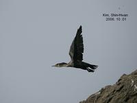 가마우지(Phalacrocorax filamentosus)  (Temminck`s Cormorant)
