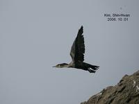 가마우지(Phalacrocorax filamentosus)  (Temminck`s Cormorant)