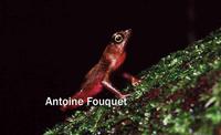 : Atelopus franciscus; At