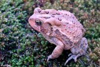 : Bufo americanus americanus; American Toad