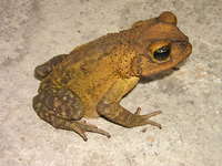 : Bufo taladai; Sapo