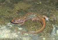 : Desmognathus conanti; Spotted Dusky Salamander