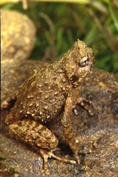 : Ophryophryne microstoma