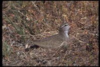 : Actitis macularia; Spotted Sandpiper