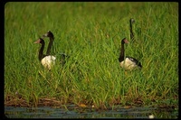 : Anseranas semipalmata; Magpie Goose