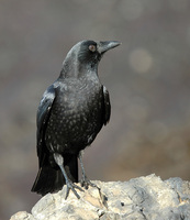 : Corvus brachyrhynchos; American Crow