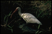 : Eudocimus albus; White Ibis