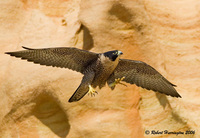 : Falco peregrinus; Peregrine Falcon