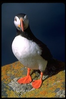 : Fratercula arctica; Atlantic Puffin