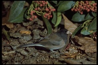 : Junco hyemalis; Dark-eyed (Oregon) Junco