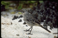 : Nesomimus macdonaldi; Hood Island Mockingbird