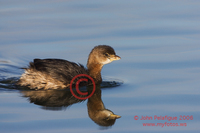 : Podilymbus podiceps; Pied-billed Grebe