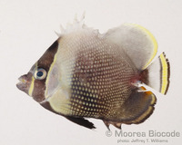 : Chaetodon reticulatus