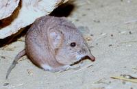 : Macroscelides proboscideus; Short-eared Elephant Shrew