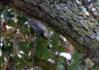 : Sitta carolinensis; White-breasted Nuthatch