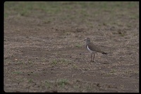 : Vanellus melanopterus ssp. minor; Greater Black-winged Lapwing