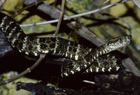 : Bothrops taeniatus; Speckled Forest Pitviper