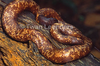 : Calabaria reinhardti