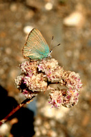 : Callophrys sheridanii ssp. lemberti; Little Green Hairstreak