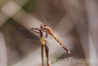 : Erythrodiplax minuscula; Little Blue Dragonlet