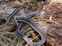 : Masticophis lateralis lateralis; California Striped Whipsnake