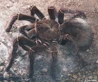 : Theraphosa blondi; Goliath Birdeating Tarantula