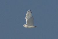 Snowy Owl in flight