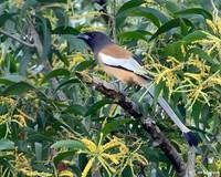 Rufous Treepie