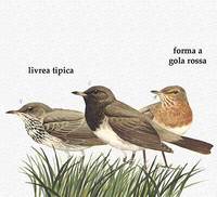 Il Tordo Golanera Turdus ruficollis atrogularis