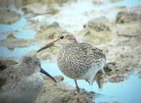 Pectoral Sandpiper - Calidris melanotos- Correlimos pectoral - Territ pectoral - Illa de Riu, Eb...