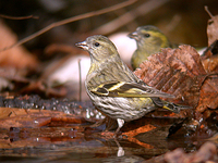 검은머리방울새 Carduelis spinus | siskin