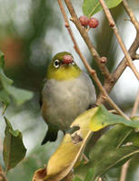 Chestnut-flanked White-eye » Zosterops erythropleurus