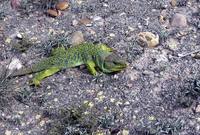 Ocellated lizard - Lacerta lepida - Lagarto ocelado - Llangardaix ocel