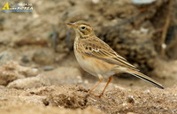 Fig. 1. Richard's Pipit : 큰밭종다리